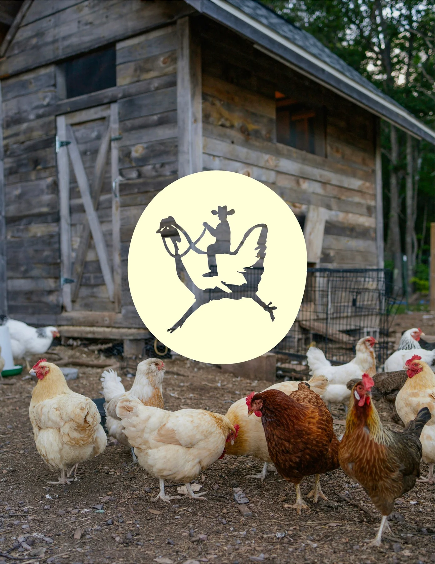 Odd Feather character emblem over a photograph of chickens outside a coop.