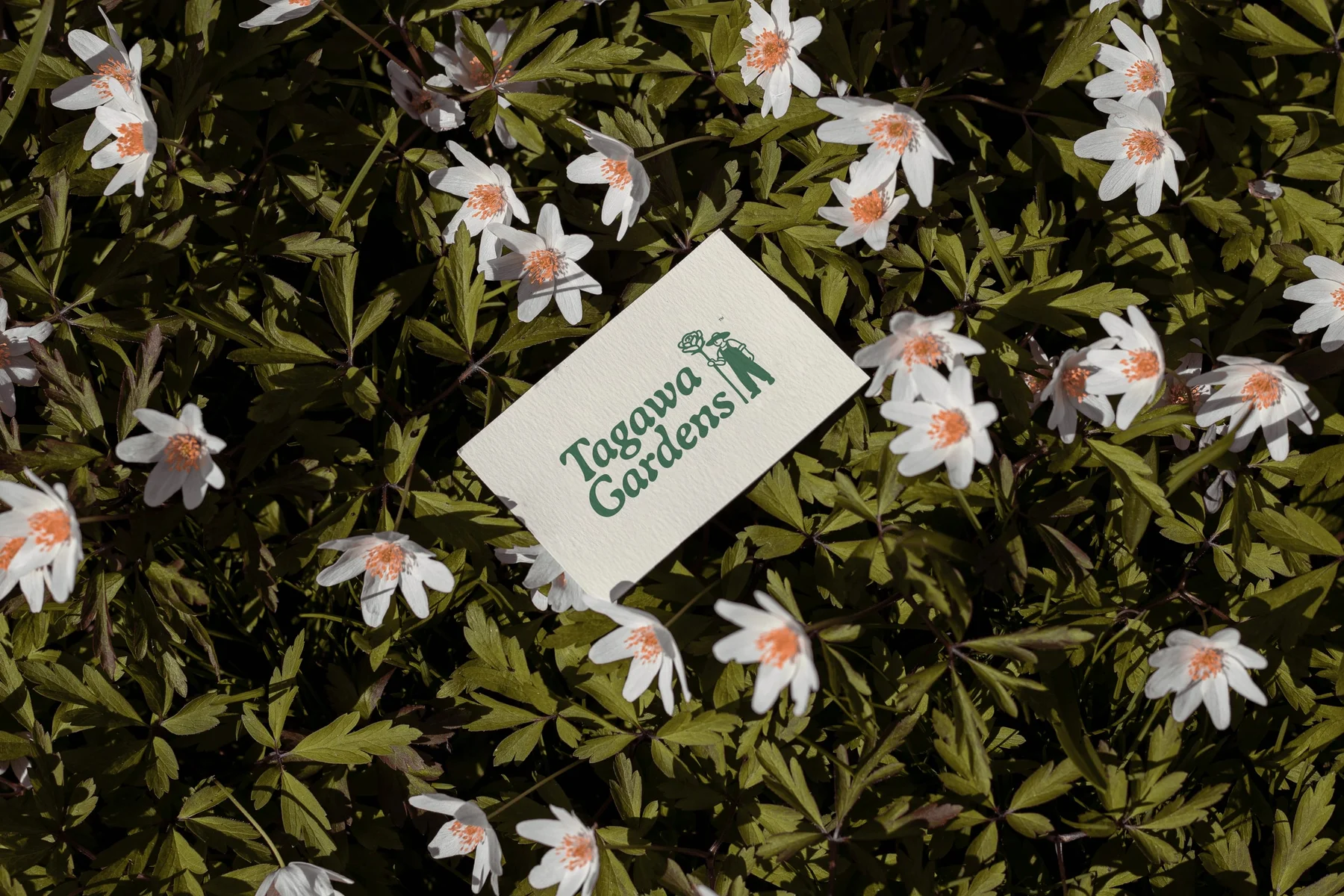 Cream Tagawa Gardens card resting among white flowers.