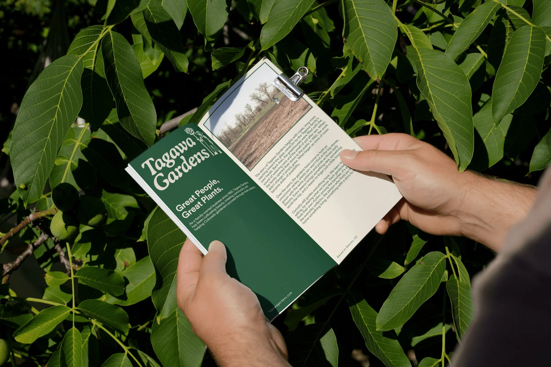 Hands holding a Tagawa Gardens brochure among green leaves.