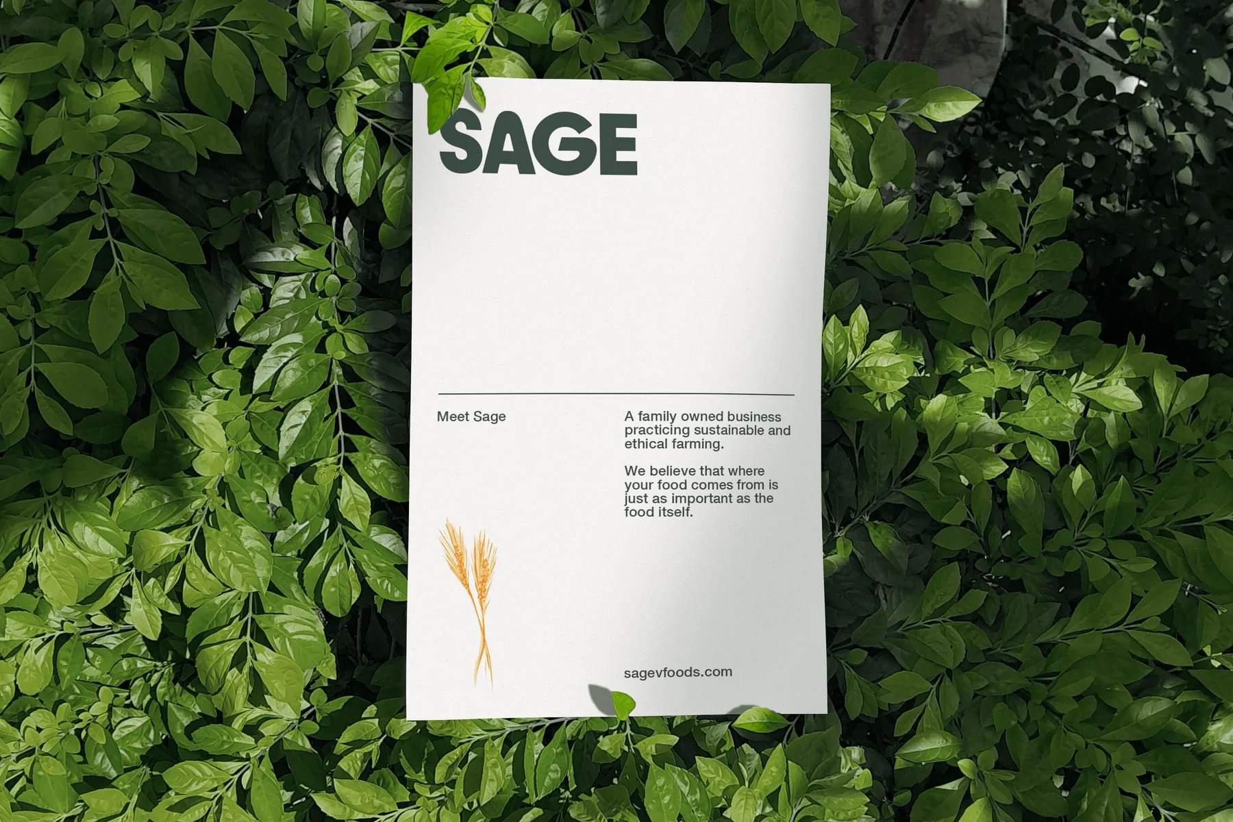 White Sage letterhead with a wheat illustration resting among green leaves.