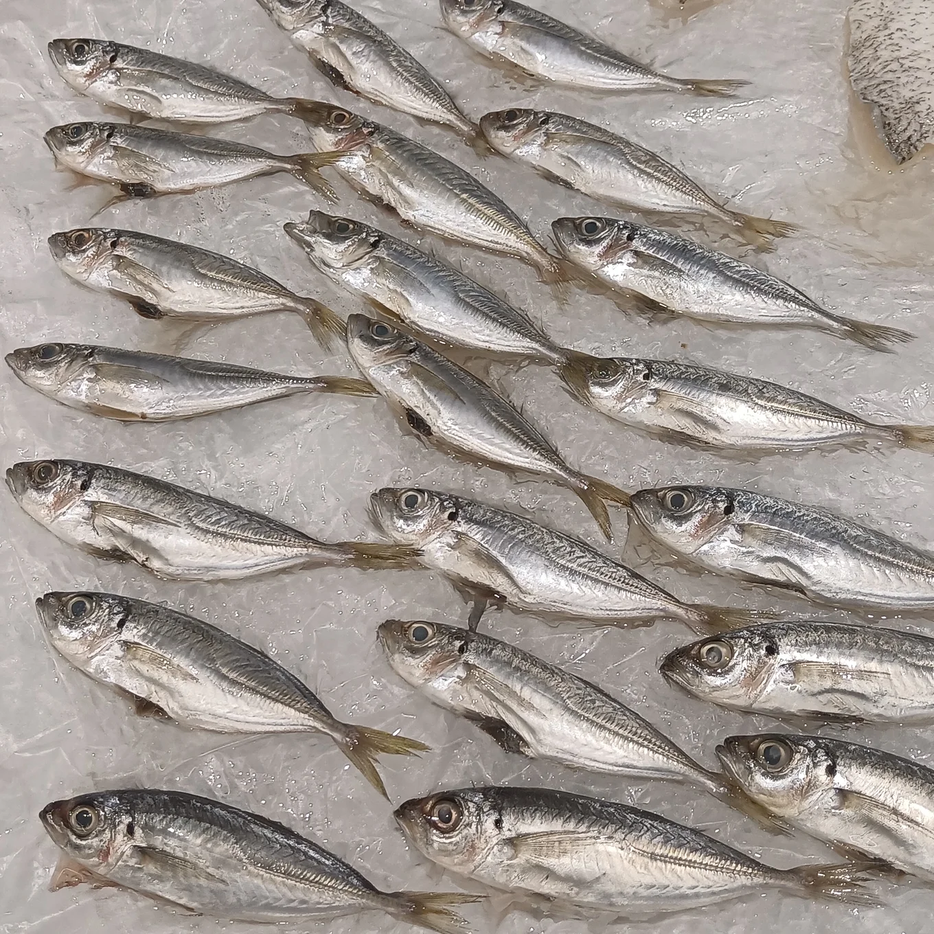 Fresh anchovies on ice.